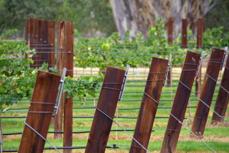 Grape Trellis Installation in Kansas City, KS